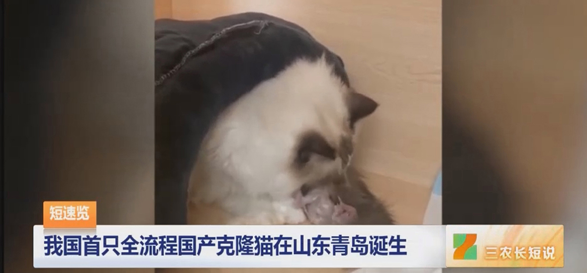 華粵行醫(yī)療助力我國首只全流程國產(chǎn)克隆貓?jiān)谏綎|青島誕生